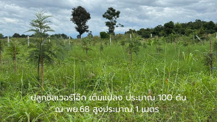 ที่ดินสายลงทุน ได้ทั้งที่ดิน + สินทรัพย์ต้นไม้จริง ต้นซิลเวอร์โอ๊กเต็มแปลง