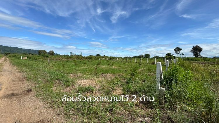 ที่ดินสายลงทุน ได้ทั้งที่ดิน + สินทรัพย์ต้นไม้จริง ต้นซิลเวอร์โอ๊กเต็มแปลง รูปที่ 3