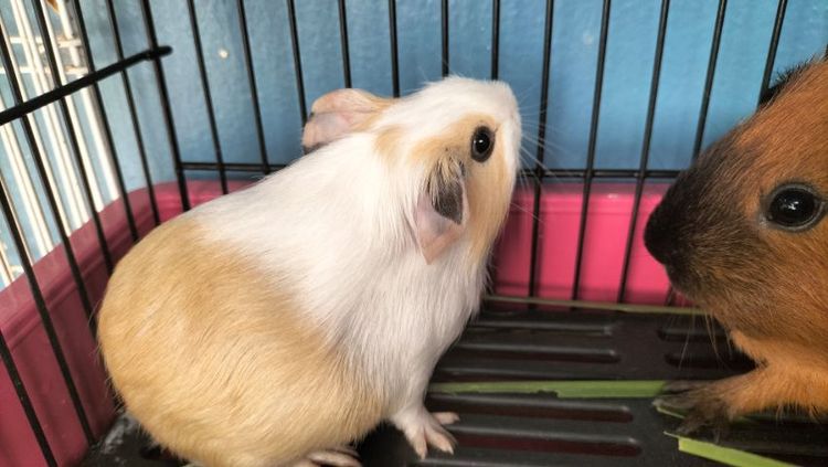 ขายหนูแกสบี้แคริ