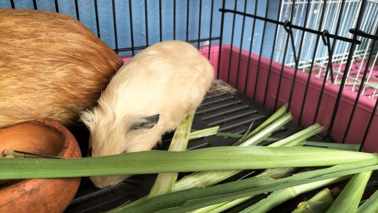 ขายหนูแกสบี้แคริ รูปที่ 2