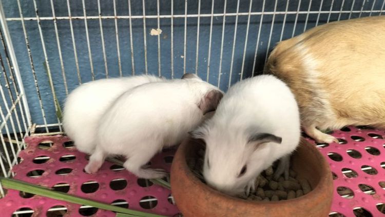 ขายหนูแกสบี้แคริ รูปที่ 5