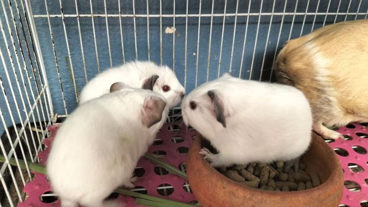 ขายหนูแกสบี้แคริ รูปที่ 4