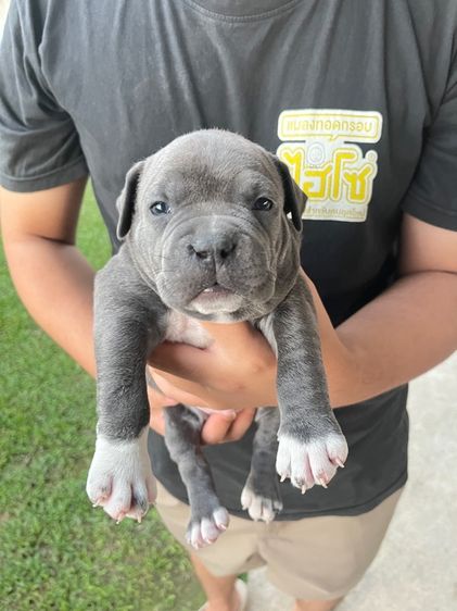 สุนัขพันธุ์อเมริกันบูรี่สแตนดาร์ด เพศผู้