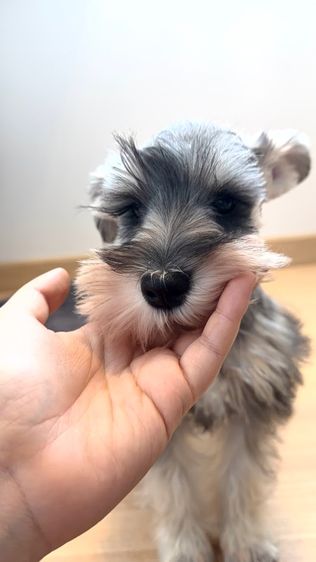 ขาย miniature schnauzer  ลูกสุนัข มินิเอเจอร์ ชเนาเซอร์ รูปที่ 2