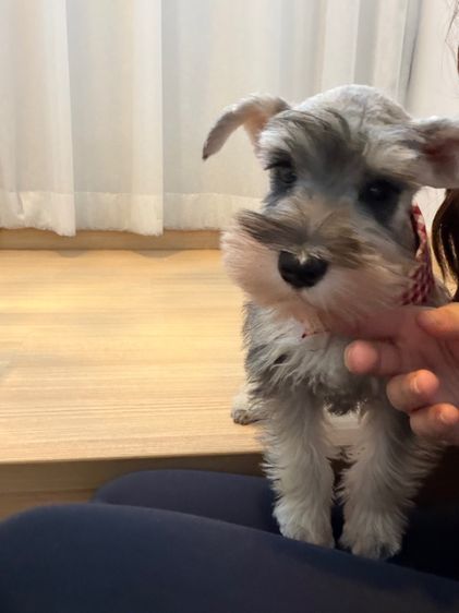 ขาย miniature schnauzer  ลูกสุนัข มินิเอเจอร์ ชเนาเซอร์ รูปที่ 5