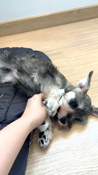 ขาย miniature schnauzer  ลูกสุนัข มินิเอเจอร์ ชเนาเซอร์ รูปที่ 3
