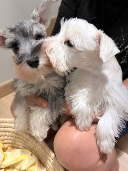 ขาย miniature schnauzer  ลูกสุนัข มินิเอเจอร์ ชเนาเซอร์ รูปที่ 9