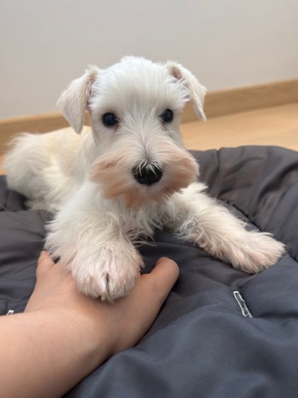 ขาย miniature schnauzer  ลูกสุนัข มินิเอเจอร์ ชเนาเซอร์