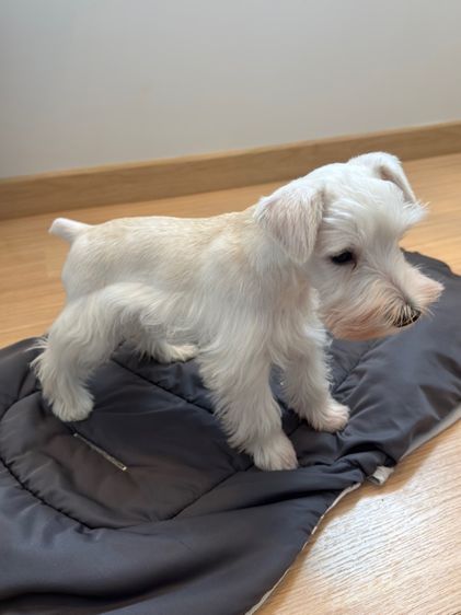 ขาย miniature schnauzer  ลูกสุนัข มินิเอเจอร์ ชเนาเซอร์ รูปที่ 8