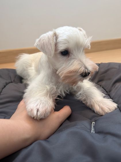 ขาย miniature schnauzer  ลูกสุนัข มินิเอเจอร์ ชเนาเซอร์ รูปที่ 2
