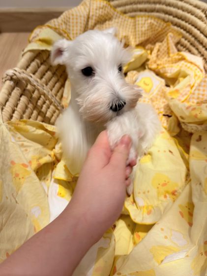 ขาย miniature schnauzer  ลูกสุนัข มินิเอเจอร์ ชเนาเซอร์ รูปที่ 11