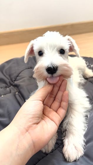 ขาย miniature schnauzer  ลูกสุนัข มินิเอเจอร์ ชเนาเซอร์ รูปที่ 3