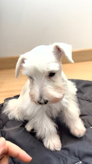 ขาย miniature schnauzer  ลูกสุนัข มินิเอเจอร์ ชเนาเซอร์ รูปที่ 5