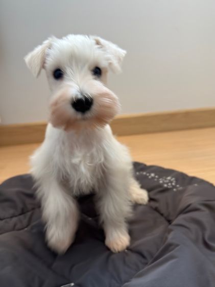 ขาย miniature schnauzer  ลูกสุนัข มินิเอเจอร์ ชเนาเซอร์ รูปที่ 7