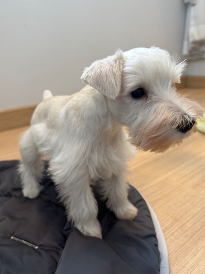 ขาย miniature schnauzer  ลูกสุนัข มินิเอเจอร์ ชเนาเซอร์ รูปที่ 6