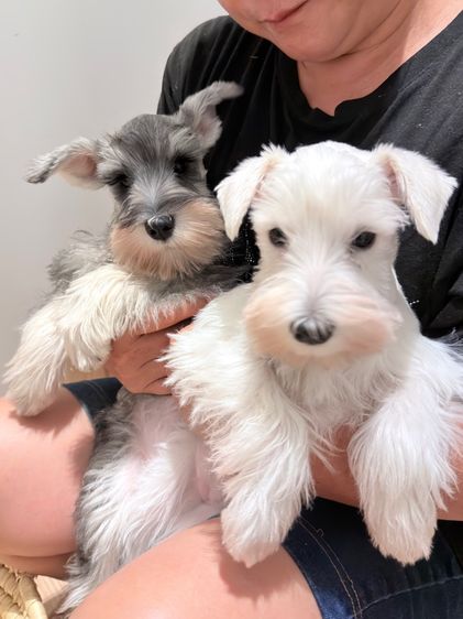 ขาย miniature schnauzer  ลูกสุนัข มินิเอเจอร์ ชเนาเซอร์ รูปที่ 9