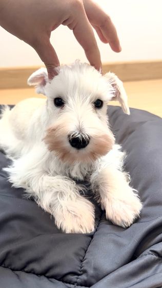 ขาย miniature schnauzer  ลูกสุนัข มินิเอเจอร์ ชเนาเซอร์ รูปที่ 4