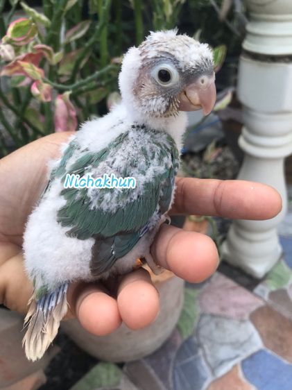 กรีนชีค ลูกป้อน บลูพาย