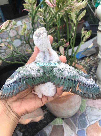 ลูกป้อน บลูพาย รูปที่ 4