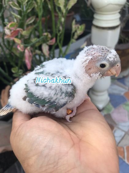 ลูกป้อน บลูพาย รูปที่ 6