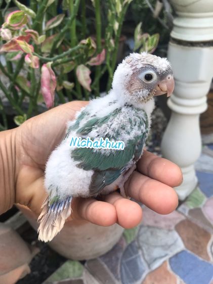 ลูกป้อน บลูพาย รูปที่ 5