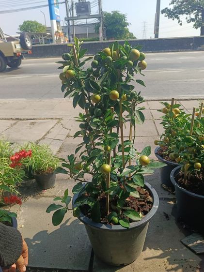 ต้นส้มจี๊ด