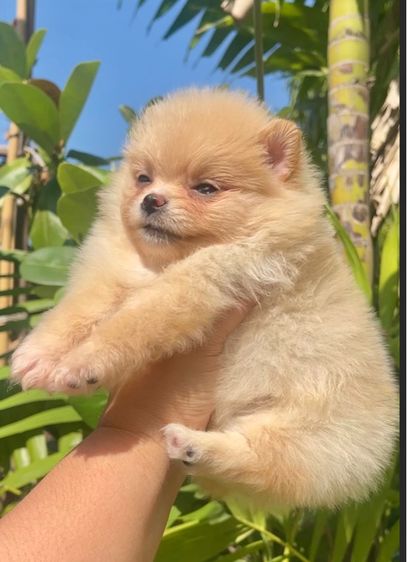 ปอมแท้ รูปที่ 2