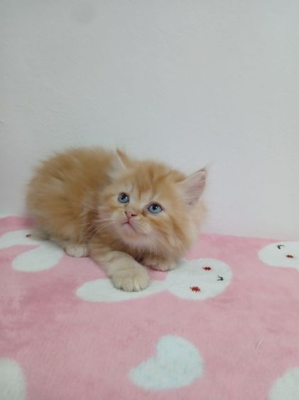 แมวเปอร์เซียสีส้มสีครีม รูปที่ 9