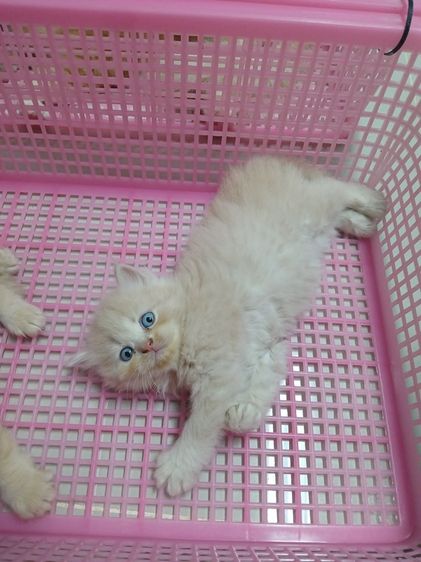 แมวเปอร์เซียสีส้มสีครีม รูปที่ 2