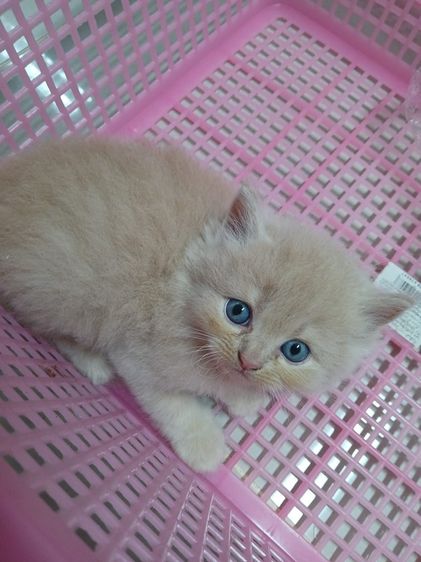 แมวเปอร์เซียสีส้มสีครีม รูปที่ 5