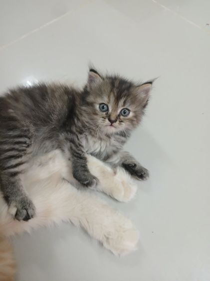 แมวเปอร์เซียสีส้มสีครีม รูปที่ 7