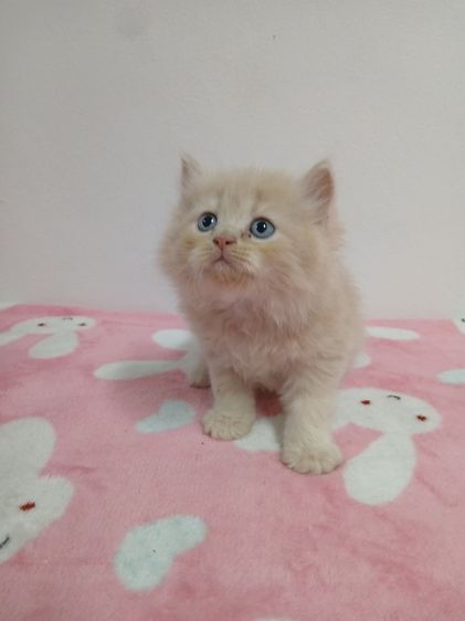 แมวเปอร์เซียสีส้มสีครีม รูปที่ 12