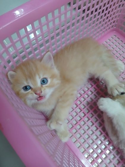 แมวเปอร์เซียสีส้มสีครีม