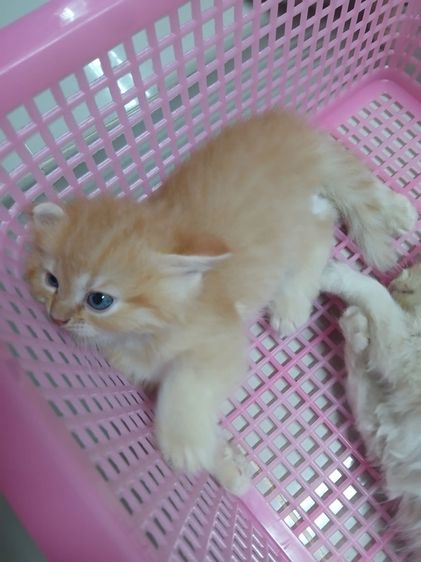 แมวเปอร์เซียสีส้มสีครีม รูปที่ 3