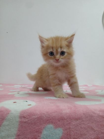 แมวเปอร์เซียสีส้มสีครีม รูปที่ 10