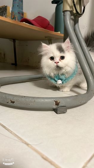 น้องแมวขาสั้นสีขาวเทาผู้ชายสีขาวตาฟ้าผู้หญิง รูปที่ 2