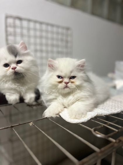 น้องแมวขาสั้นสีขาวเทาผู้ชายสีขาวตาฟ้าผู้หญิง รูปที่ 10