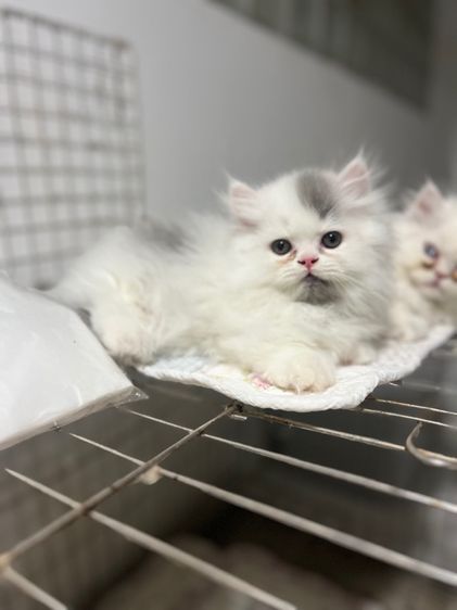 น้องแมวขาสั้นสีขาวเทาผู้ชายสีขาวตาฟ้าผู้หญิง รูปที่ 6