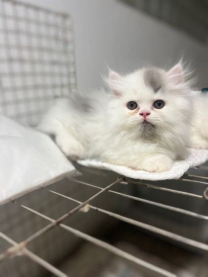 น้องแมวขาสั้นสีขาวเทาผู้ชายสีขาวตาฟ้าผู้หญิง รูปที่ 7