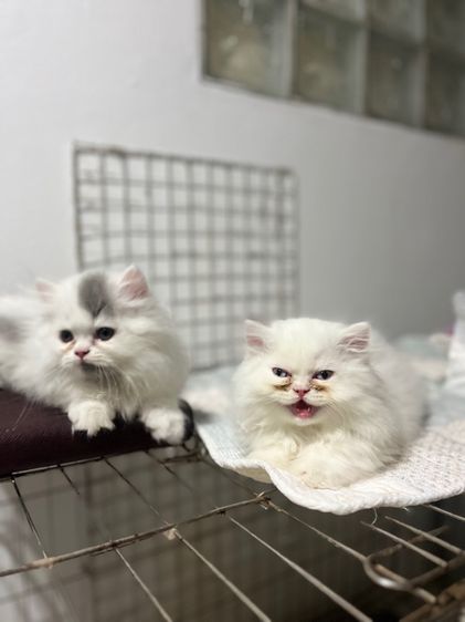 น้องแมวขาสั้นสีขาวเทาผู้ชายสีขาวตาฟ้าผู้หญิง รูปที่ 14