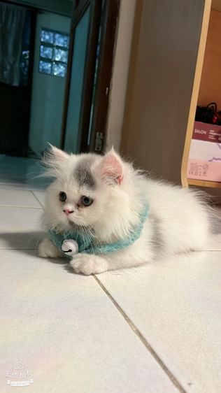มันช์กิ้น (Munchkin) น้องแมวขาสั้นสีขาวเทาผู้ชายสีขาวตาฟ้าผู้หญิง