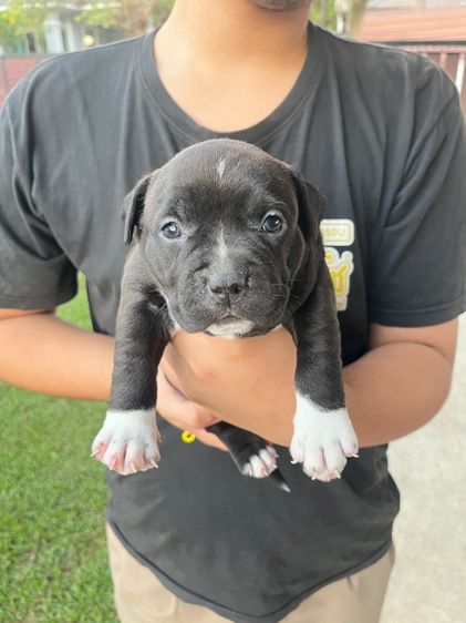 ลูกสุนัขเพศเมียอเมริกันบุรี่สแตนดาร์ด