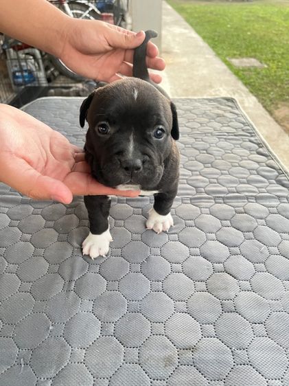 ลูกสุนัขเพศเมียอเมริกันบุรี่สแตนดาร์ด รูปที่ 3