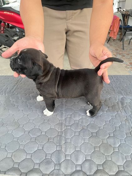 ลูกสุนัขเพศเมียอเมริกันบุรี่สแตนดาร์ด รูปที่ 2