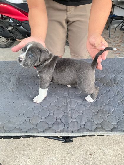 ลูกสุนัขเพศเมียอเมริกันบลูรี่สแตนดาร์ด รูปที่ 2