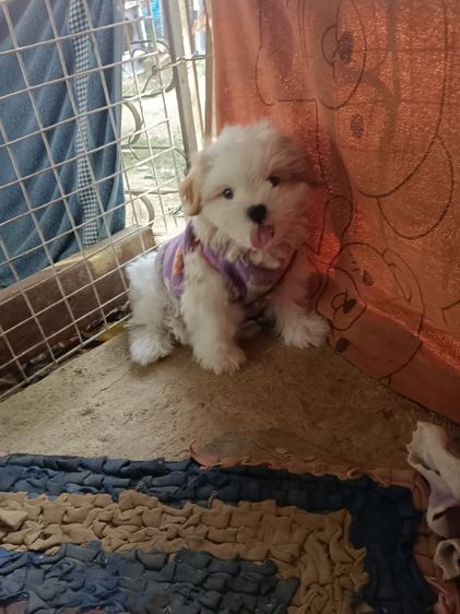 น้องหมาพันธุ์ชิสุ