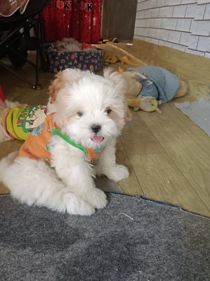 น้องหมาพันธุ์ชิสุ