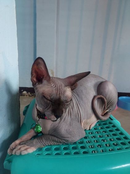 แบ่งแม่พันธ์ค่ะ รูปที่ 2