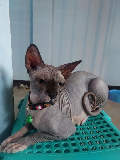 แบ่งแม่พันธ์ค่ะ รูปที่ 3