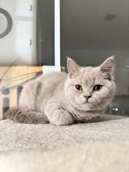 บริติชไลแลค  รูปที่ 3